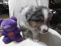Bluey, a male Australian Shepherd for sale in Fitzgerald, GA – 4 of 10