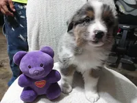Bluey, a male Australian Shepherd for sale in Fitzgerald, GA – 5 of 10