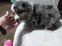 Bluey, a male Australian Shepherd for sale in Fitzgerald, GA – 10 of 10