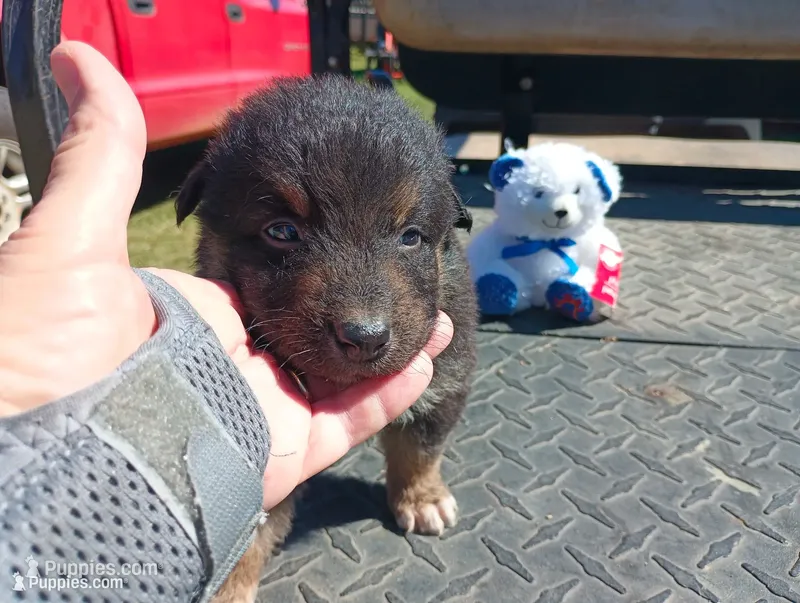 Shadow – Australian Shepherd puppy for sale in Fitzgerald, GA