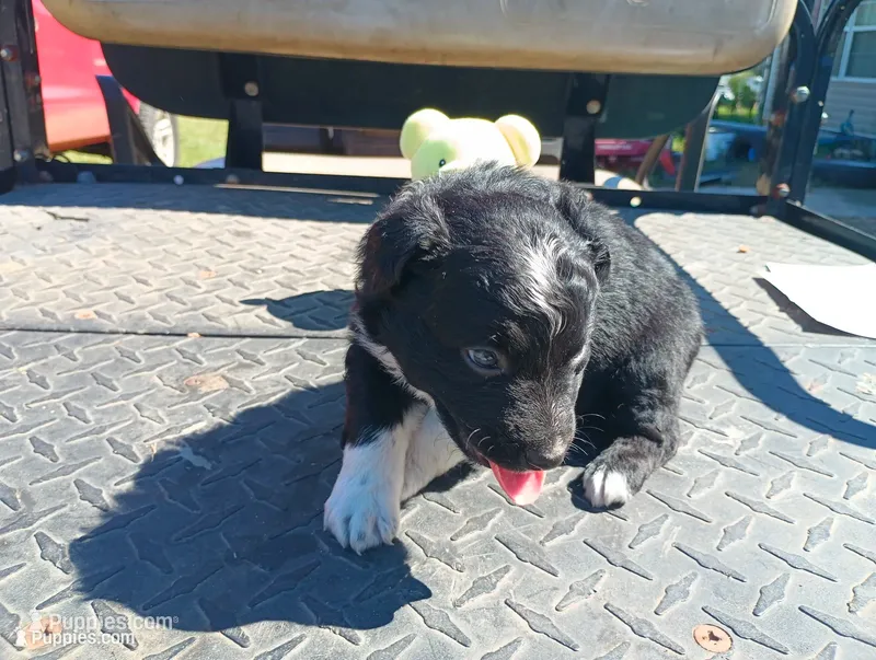 Ghost – Australian Shepherd puppy for sale in Fitzgerald, GA