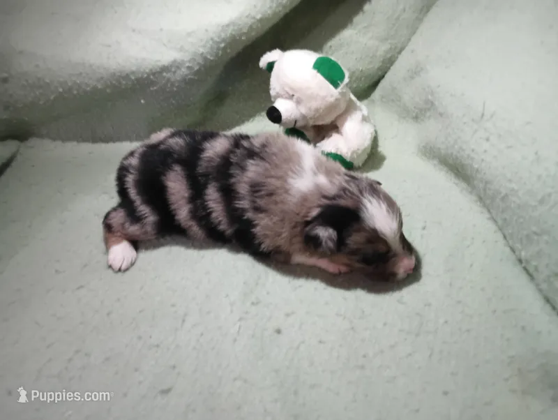 Merle m 2 – Australian Shepherd puppy for sale in Fitzgerald, GA