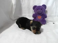 Shadow, a male Yorkshire Terrier for sale in Fitzgerald, GA – 8 of 10