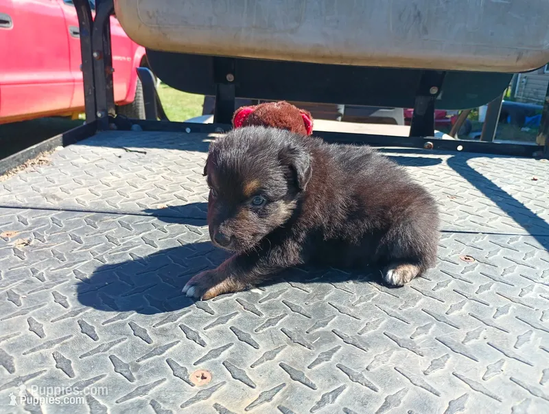 Blacky – Australian Shepherd puppy for sale in Fitzgerald, GA