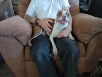 Apolo, a male Boston Terrier for sale in Fitzgerald, GA – 2 of 10