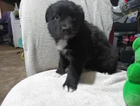 Socks, a female Australian Shepherd for sale in Fitzgerald, GA – 5 of 10