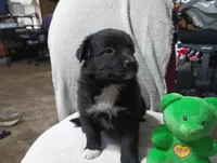 Socks, a female Australian Shepherd for sale in Fitzgerald, GA – 3 of 10