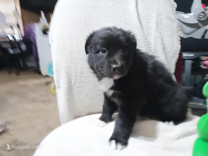 Socks – Australian Shepherd puppy for sale in Fitzgerald, GA