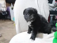 Socks, a female Australian Shepherd for sale in Fitzgerald, GA – 1 of 10