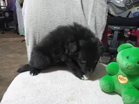 Socks, a female Australian Shepherd for sale in Fitzgerald, GA – 7 of 10