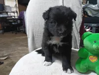 Socks, a female Australian Shepherd for sale in Fitzgerald, GA – 2 of 10