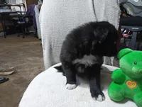 Socks, a female Australian Shepherd for sale in Fitzgerald, GA – 6 of 10