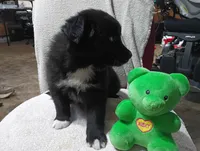 Socks, a female Australian Shepherd for sale in Fitzgerald, GA – 8 of 10