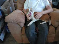 Apolo, a male Boston Terrier for sale in Fitzgerald, GA – 7 of 10