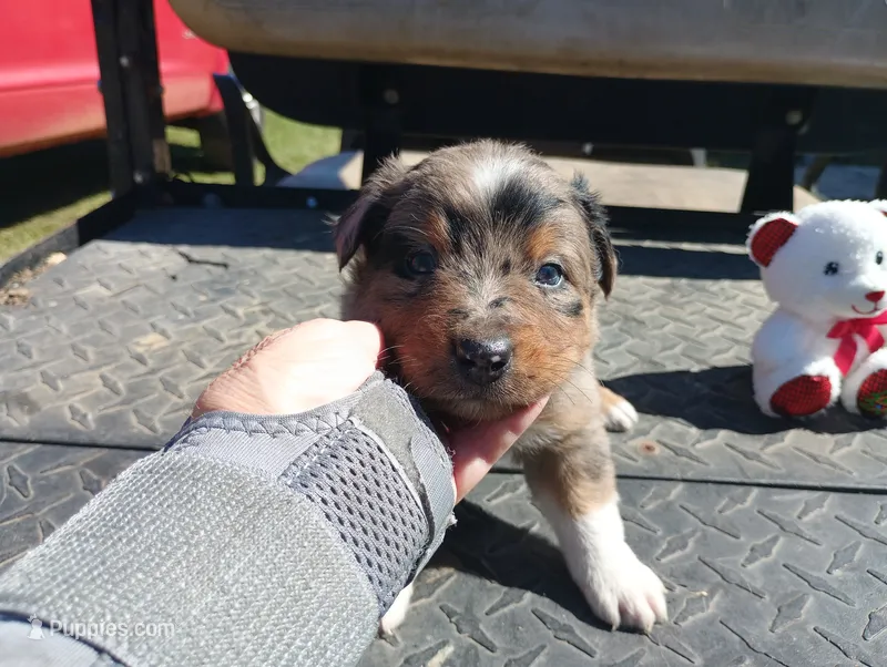 Merle m 4 – Australian Shepherd puppy for sale in Fitzgerald, GA