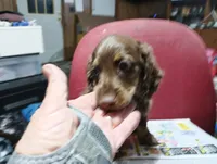 Saddie, a female Miniature Dachshund for sale in Fitzgerald, GA – 6 of 10
