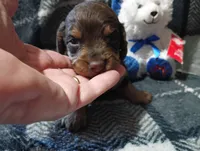 Hershey , a male Miniature Dachshund for sale in Fitzgerald, GA – 9 of 10