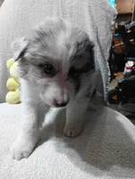 Whitey, a female Australian Shepherd for sale in Fitzgerald, GA – 3 of 10