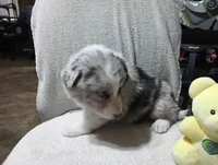 Whitey, a female Australian Shepherd for sale in Fitzgerald, GA – 7 of 10