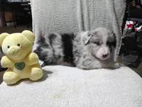 Whitey, a female Australian Shepherd for sale in Fitzgerald, GA – 6 of 10