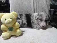 Whitey, a female Australian Shepherd for sale in Fitzgerald, GA – 2 of 10