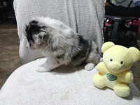 Whitey, a female Australian Shepherd for sale in Fitzgerald, GA – 10 of 10