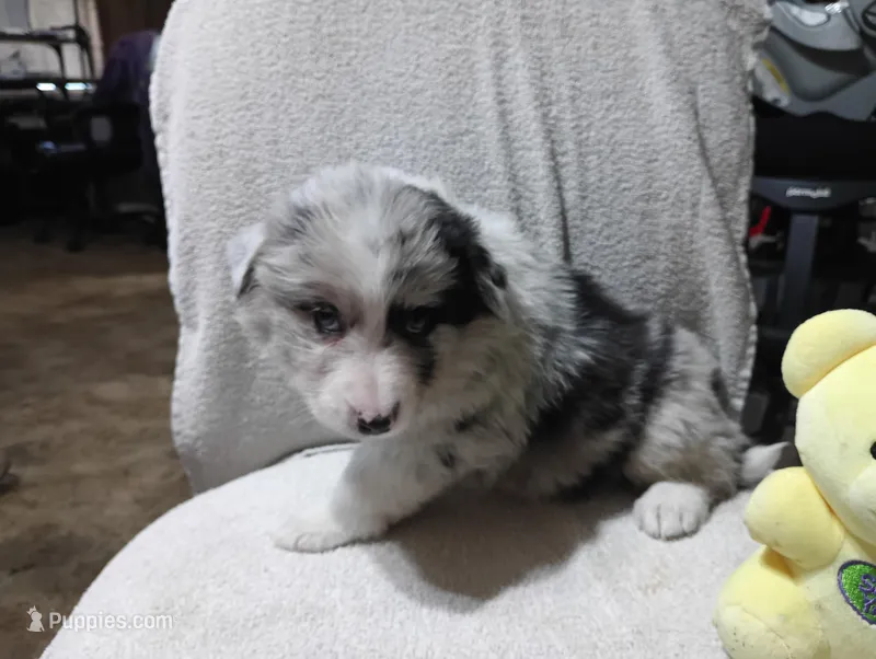 Whitey – Australian Shepherd puppy on hold in Fitzgerald, GA