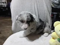 Whitey, a female Australian Shepherd for sale in Fitzgerald, GA – 1 of 10