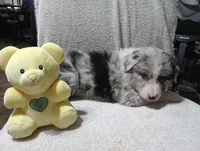 Whitey, a female Australian Shepherd for sale in Fitzgerald, GA – 9 of 10