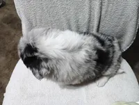 Whitey, a female Australian Shepherd for sale in Fitzgerald, GA – 8 of 10