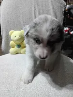 Whitey, a female Australian Shepherd for sale in Fitzgerald, GA – 4 of 10