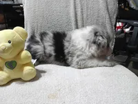 Whitey, a female Australian Shepherd for sale in Fitzgerald, GA – 5 of 10