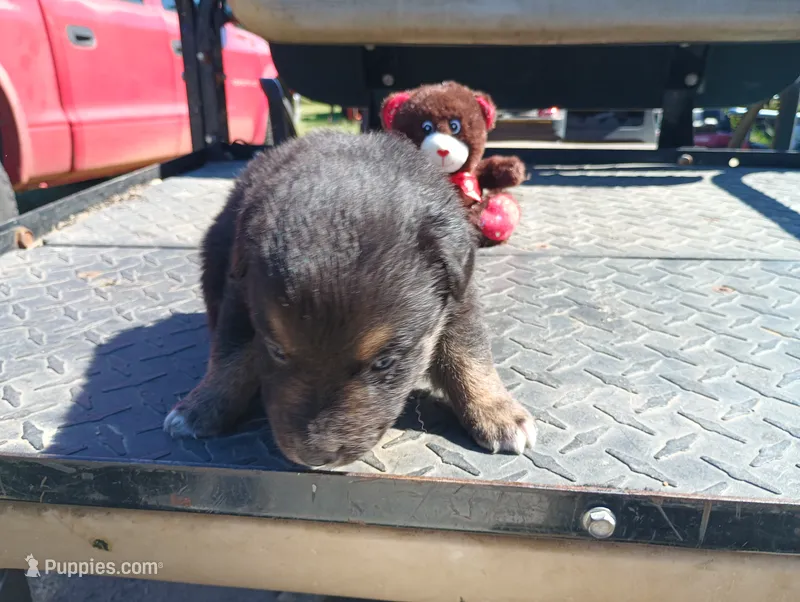 Blacky – Australian Shepherd puppy for sale in Fitzgerald, GA