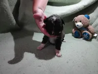 Merle female, a female Australian Shepherd for sale in Fitzgerald, GA – 3 of 10