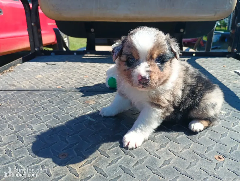 Merle m 2 – Australian Shepherd puppy for sale in Fitzgerald, GA