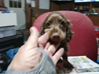 Saddie, a female Miniature Dachshund for sale in Fitzgerald, GA – 4 of 10