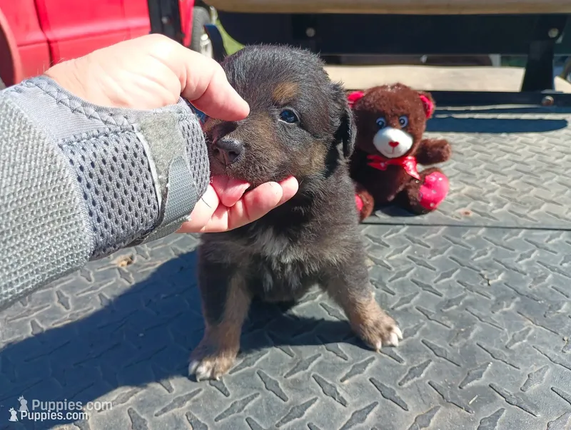 Blacky – Australian Shepherd puppy for sale in Fitzgerald, GA
