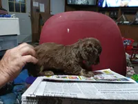 Saddie, a female Miniature Dachshund for sale in Fitzgerald, GA – 5 of 10