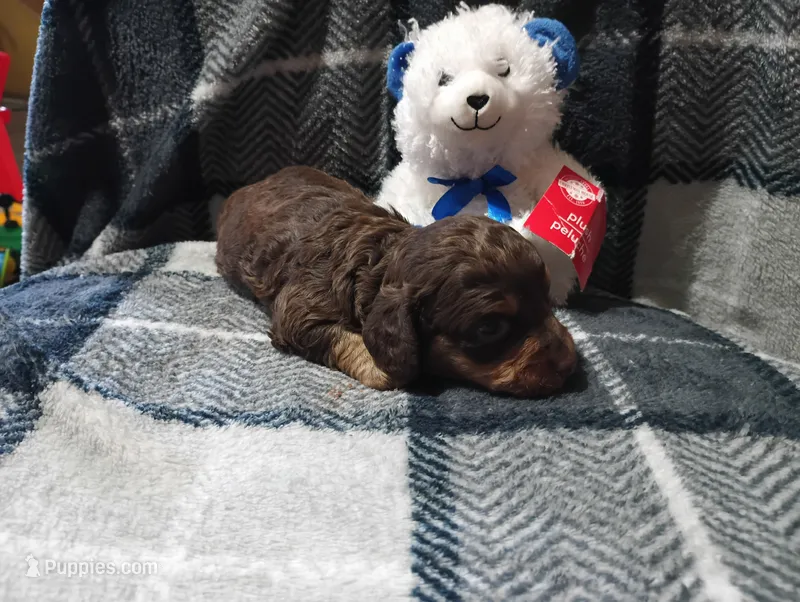 Hershey  – Miniature Dachshund puppy for sale in Fitzgerald, GA