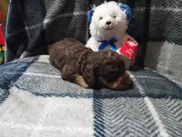 Hershey , a male Miniature Dachshund for sale in Fitzgerald, GA – 1 of 10