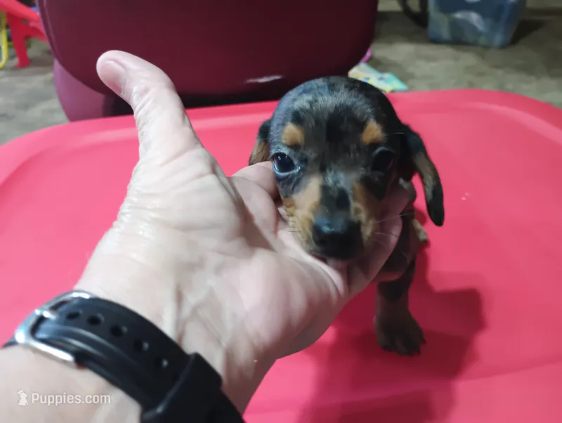 Pebbles – Miniature Dachshund puppy for sale in Fitzgerald, GA