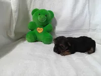 Midnight , a male Yorkshire Terrier for sale in Fitzgerald, GA – 4 of 10