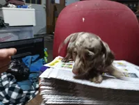 Pebble, a female Miniature Dachshund for sale in Fitzgerald, GA – 7 of 8