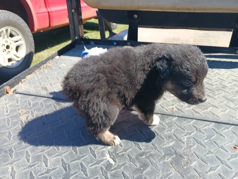 Shadow – Australian Shepherd puppy for sale in Fitzgerald, GA