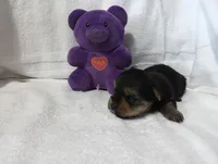 Shadow, a male Yorkshire Terrier for sale in Fitzgerald, GA – 10 of 10