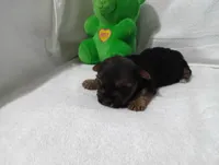 Midnight , a male Yorkshire Terrier for sale in Fitzgerald, GA – 6 of 10