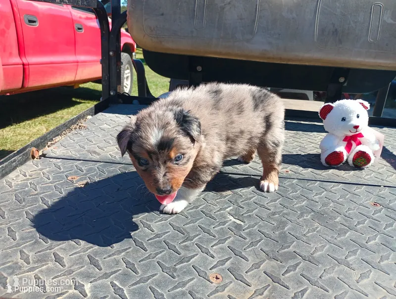 Merle m 4 – Australian Shepherd puppy for sale in Fitzgerald, GA