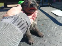Merle m 3 , a male Australian Shepherd for sale in Fitzgerald, GA – 9 of 10