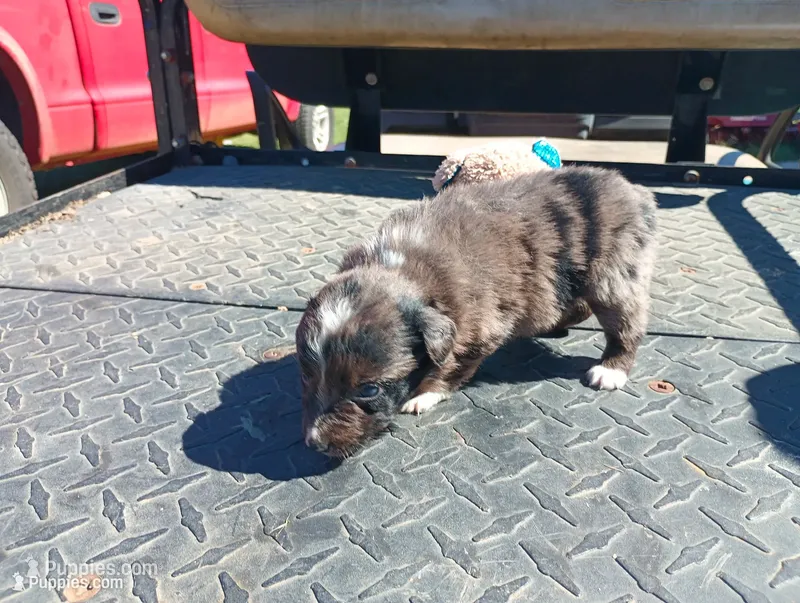 Merle female – Australian Shepherd puppy for sale in Fitzgerald, GA
