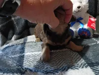 Hershey , a male Miniature Dachshund for sale in Fitzgerald, GA – 2 of 10